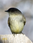 Pewees Phoebes and Vireos